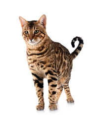 bengal cat in studio