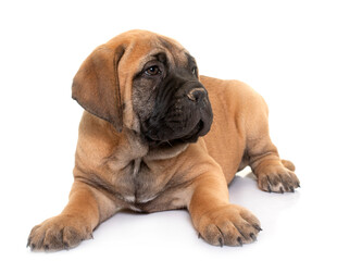 puppy bull mastiff