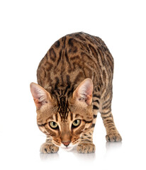 bengal cat in studio
