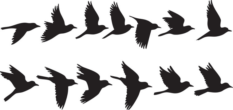 Flying bird silhouette vector: animation sequence, bird flight, black and white eps