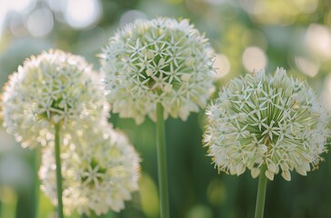 Obraz premium Three clusters of pale-greenish white flowers, close-up, with soft, blurred background
