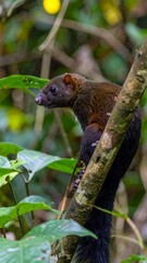 Obraz premium Rainforest Mammal on Branch, Profile View