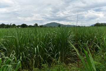 Fototapeta premium Sugarcane plantation.