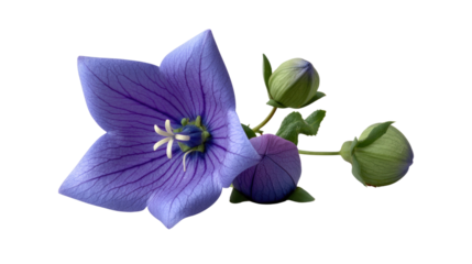 Bellflower Blossom: A stunning bellflower bursts into full bloom, its intricate petals and delicate lines forming a vibrant purple spectacle.