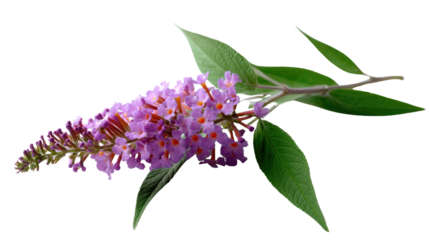 Buddleja Flower: A vibrant macro shot showcases a beautiful purple flower with delicate leaves, highlighting the elegance and intricate details of nature.