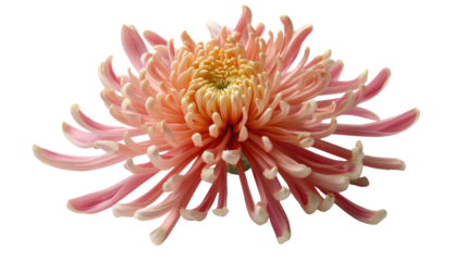 Serene Chrysanthemum: An enchanting image showcasing a delicate pink chrysanthemum in full bloom. It invites you to admire the intricate petals and subtle tones. 