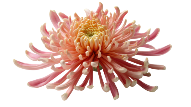 Serene Chrysanthemum: An enchanting image showcasing a delicate pink chrysanthemum in full bloom. It invites you to admire the intricate petals and subtle tones. 