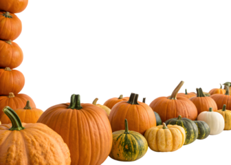 A display of pumpkins in various sizes and colors with a transparent background on the upper half side