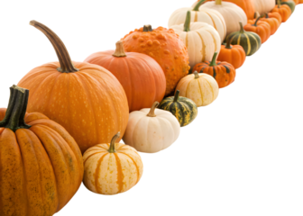 A diagonal row of pumpkins and gourds in various sizes and colors against a transparent background