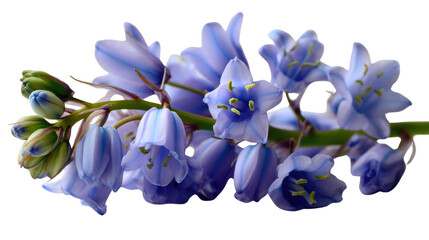 Fototapeta premium Bluebell Blossom's Delicate Charm: A close-up portrayal of a single bluebell flower showcasing the soft petals and exquisite form of this delicate blossom