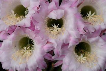 大輪のピンク色のサボテンの花