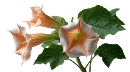 Elegant Angel Trumpet Blooms: A captivating display of exquisite angel trumpet blossoms, showcasing delicate peach-toned petals, a lush green leaves. Witness the serene beauty of nature's artwork.