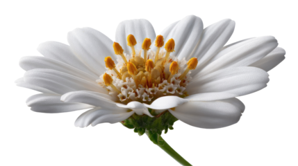 Daisy's Delicate Beauty: A close-up, eye-level view of a radiant daisy reveals its pure white petals gracefully surrounding a vibrant, golden center. Capturing nature's intricate detail.