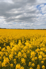 Obraz premium Bright yellow rapeseed field blooming under a cloudy spring sky