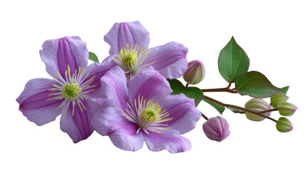 Clematis Blossoms: A close-up of delicate clematis flowers, their vibrant petals gracefully unfurling, creating a sense of tranquility.