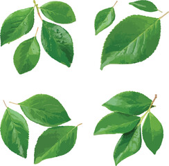 Four Arrangements of Green Leaves on White Background