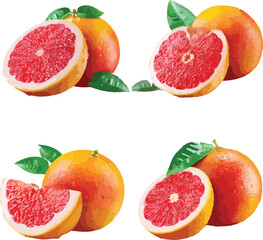 Four Grapefruit Illustrations Whole and Halved Red Pink Orange Citrus Fruit