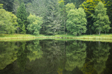 reflet d'arbres dans un lac. Fond nature verdoyant en &eacute;t&eacute;