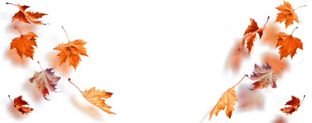 leaf of plane tree isolated for background