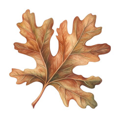 Fototapeta premium PNG Oak Leaves leaf oak illustration.