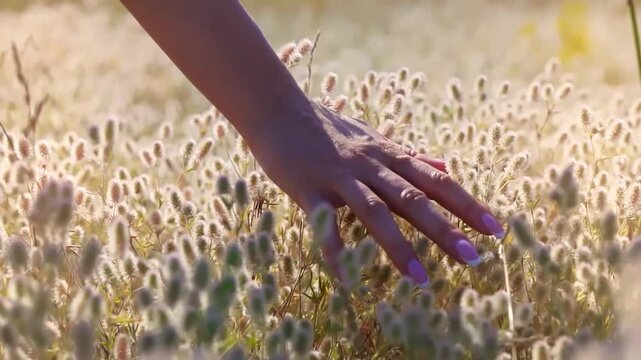 Stroking grass . Woman's hand touching wildflowers in field