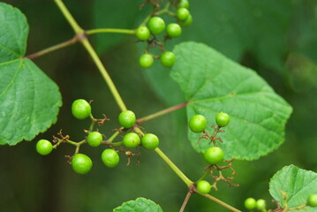 ノブドウの未熟な実