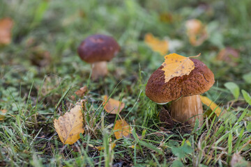 White mushrooms in the forest. Noble, royal mushroom. White mushroom. Beautiful texture of the natural background.