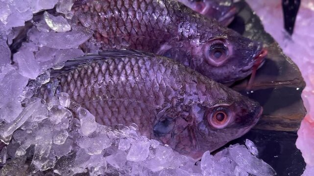 Close up video of Nile tilapia fish on ice with visible scales and eyes preserved for seafood display
