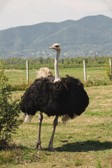 ostrich in the savannah