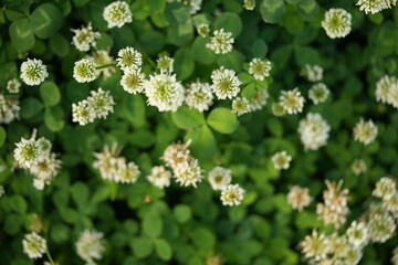 green clover leaf texture with white flover, green clover leaf background, background of green clover leav