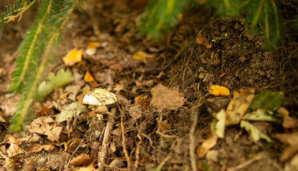 Mushroom Growing Among Autumn Leaves