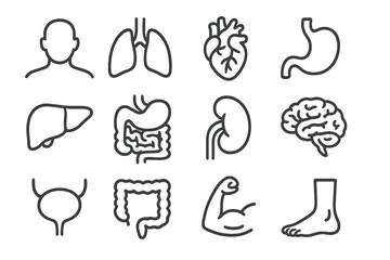 Human anatomy icon set. Medical and health symbols. Simple outline vector illustration of organs: lungs, heart, brain, liver, kidney, stomach, intestine, bladder, muscle.