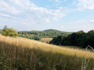 Scenic Meadow and Forest Landscape