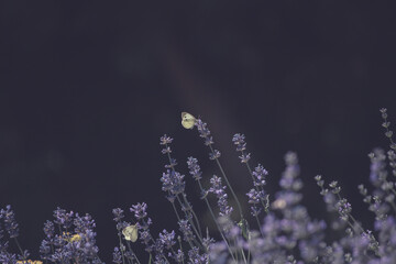 Close-up of lavender flowers with butterfly. Soft focus on black banner background