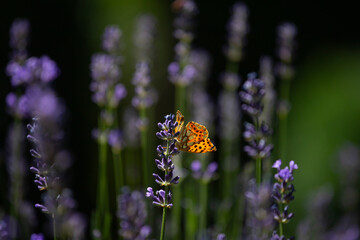 Close-up of lavender flowers with butterfly. Soft focus on black banner background