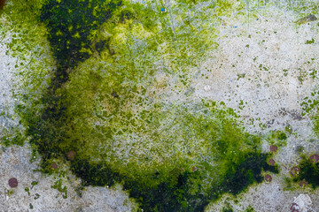 Detailed close-up of moss and lichen thriving on a weathered wall, floor, and rock, revealing...