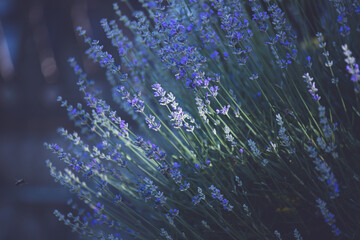 Close-up of lavender flowers. Soft focus on black banner background