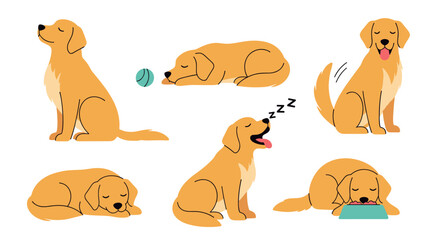 Collection of cute golden retriever dogs in various relaxing and playful poses depicting daily life activities