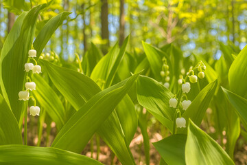 Close-Up of Lily of the Valley Flowers in Bloom in Forest Light