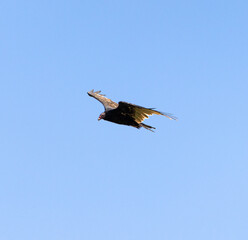 Turkey Vulture (Cathartes aura) Soaring in Flight on a Bright Summer Day