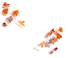 leaf of plane tree isolated for background