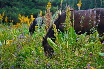Horses graze in the highlands. The National Park.