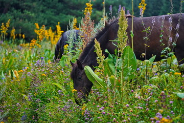 Horses graze in the highlands. The National Park.