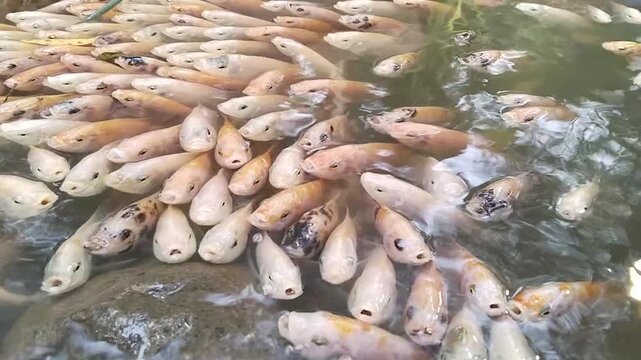 a group of small tilapia fish were in the pond and their mouths were gaping, waiting for food