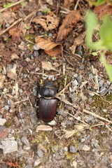 photo of a female stag beetle