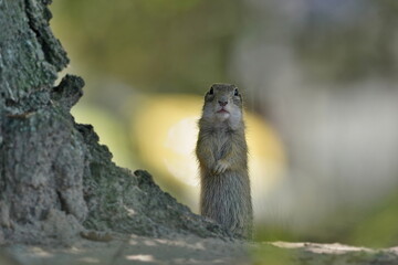 Portrait of a cute european ground squirrel. Spermophilus citellus. Wildlife scene with a ground squirrel