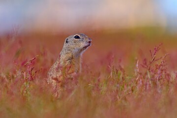 Portrait of a cute european ground squirrel. Spermophilus citellus. Wildlife scene with a ground squirrel