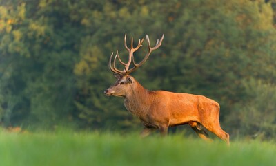 A majestic european red deer walks on the meadow in beautiful evening light. Cervus elaphus