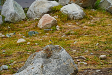A bird on a rock in a mountainous area. The National Park.