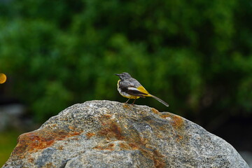 A bird on a rock in a mountainous area. The National Park.
